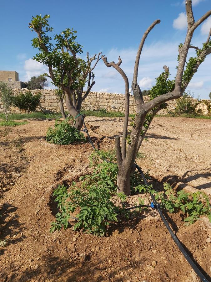 Four Winds Farmhouse Villa Birżebbuġa Buitenkant foto